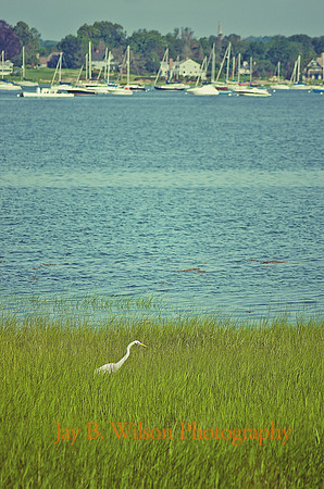 Heron, Tod's Point, Old Greenwich, CT