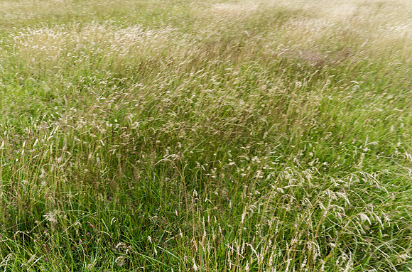 Thyme, Southrop