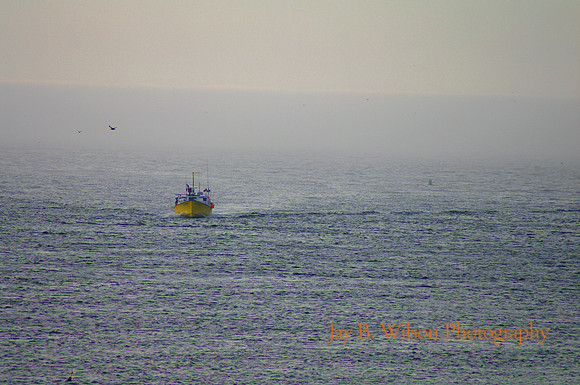 Yellow Bird - Chatham, Cape Cod