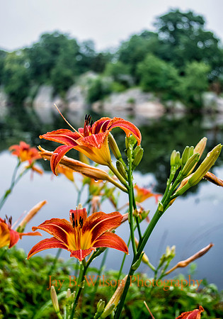 After the Rain - Bruce Park