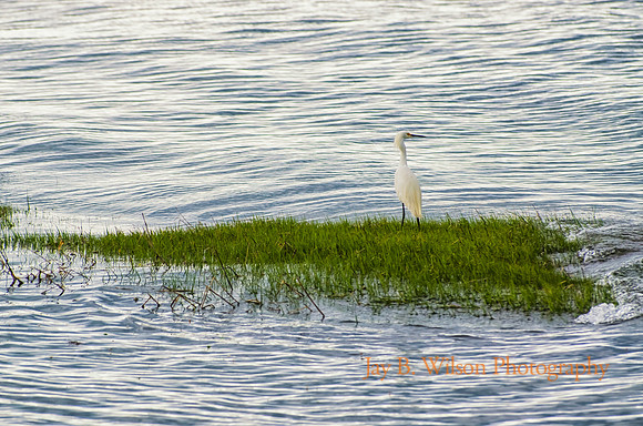 Egret