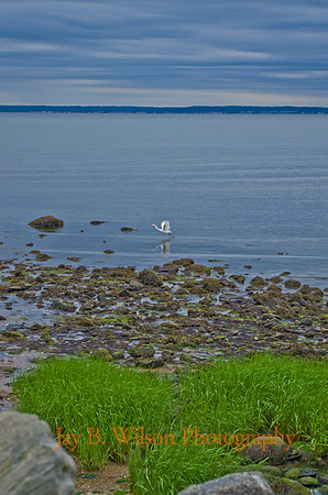 heron at tod's point, old greenwich, ct