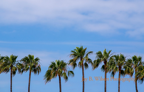 Paradise Found
