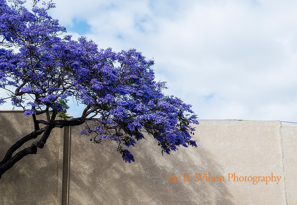 Jacaranda Tree