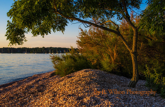 Tree and Shells