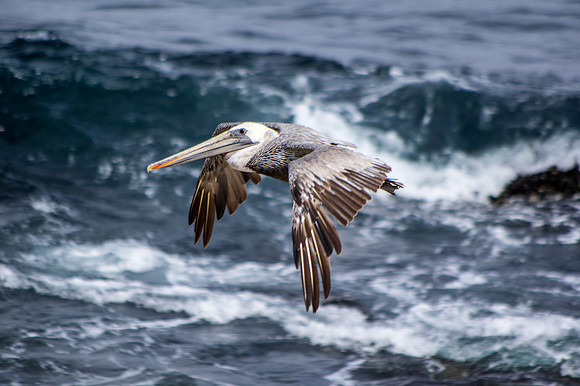 Pelican, La Jolla Cove
