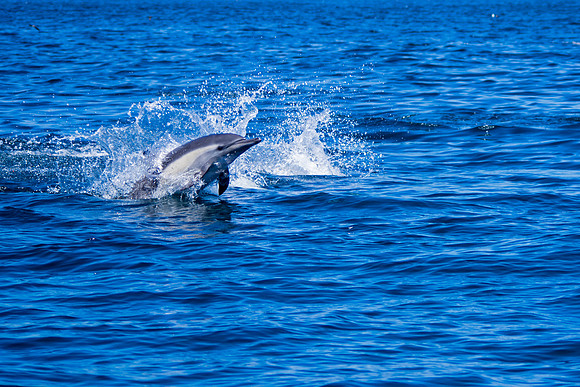 Dolphin, Mission Bay