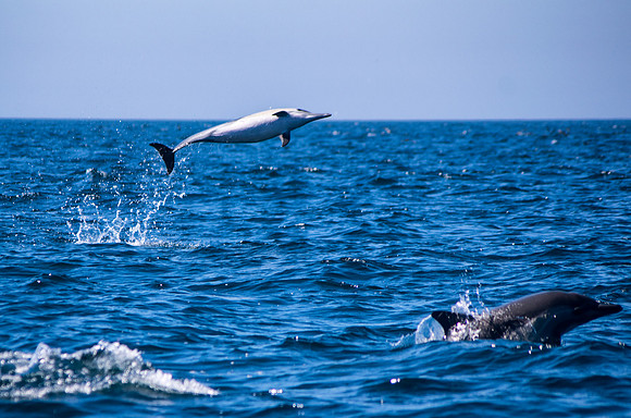 Dolphins, Mission Bay
