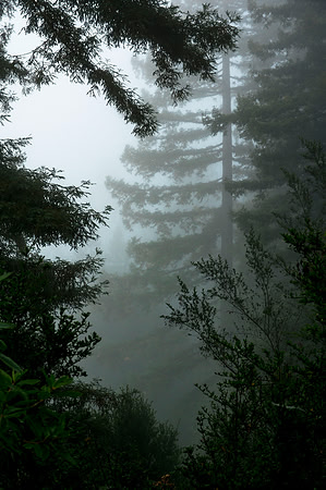 The Forest of Nisene Marks