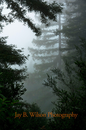 Deep Green - Aptos Redwoods