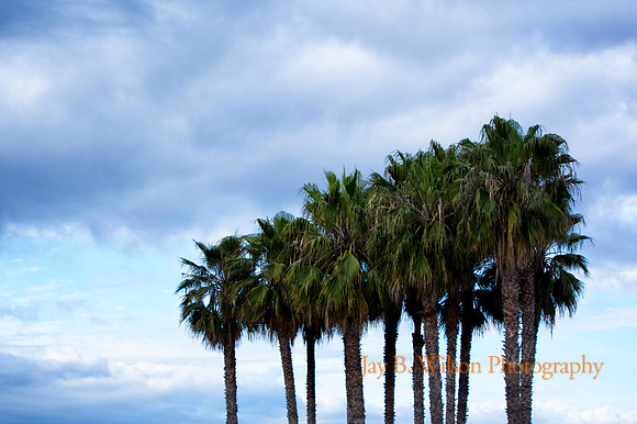Palms