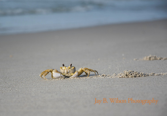 Carolina Crabbin'