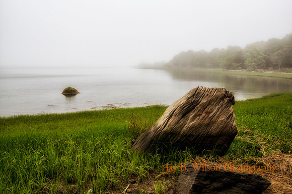 Morning Fog