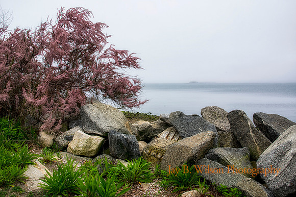 Pink Haze