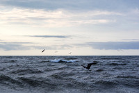 Marine World - Fire Island, NY